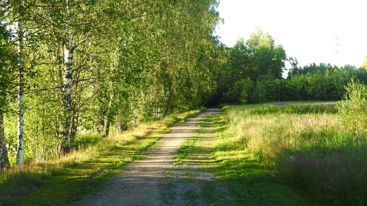Maalaismaisema Espoossa. Hiekkatie pellon reunalla, koivuja ja aurinkoa. 