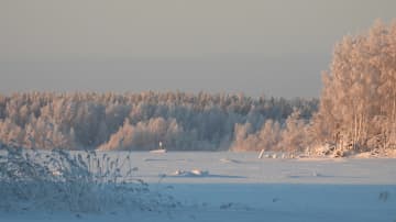 Kylmän päivän maisema. Puut lumessa, Perämeri jäässä. 