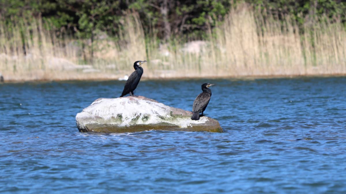 Två stora svarta fåglar på en klippa