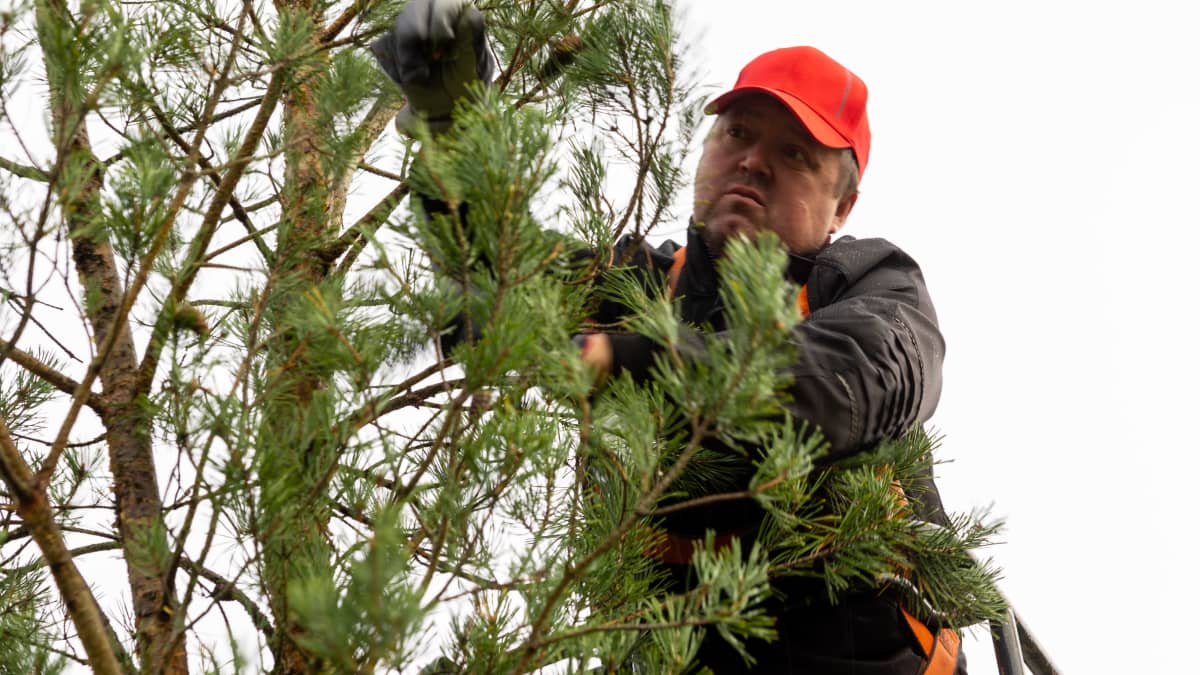 Käpyurakoitsija Janne Kosonen keräämässä käpyjä kurottajan kyydissä