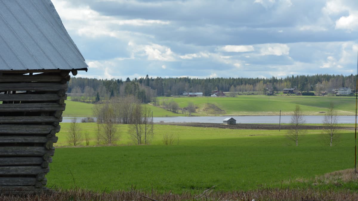 Keväinen vihreänä orastava pelto. Taustalla Lestijoki, etualalla vanhan hirsiladon nurkka.