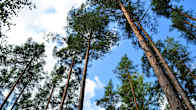 Skog på Olsböle gård.
