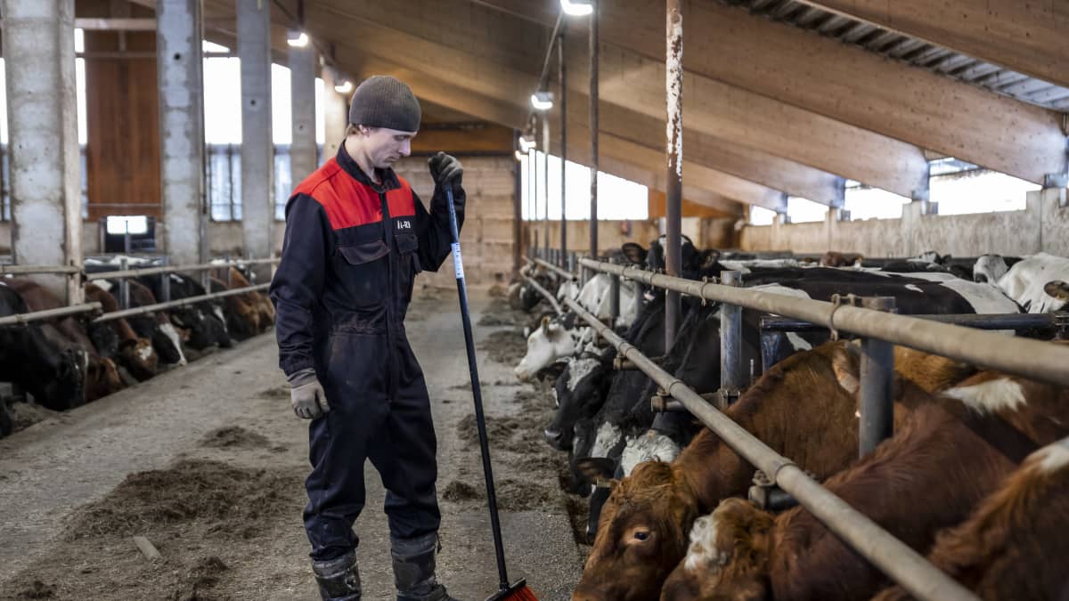 Ari Nortunen nojaa harjanvarteen pihatossa ja katselee rehua syöviä lehmiä.