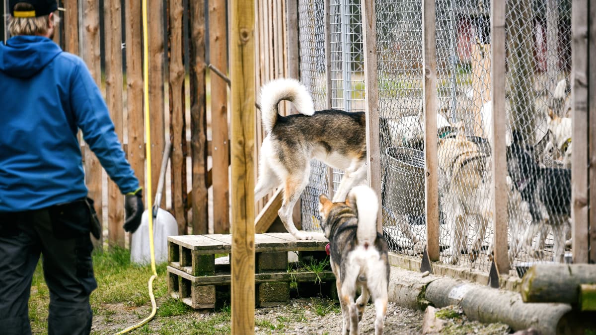 Huskyt koiratarhalla menevät itse häkkiin vetotreenin jälkeen.