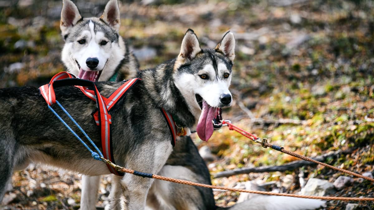 Kaksi rekikoiraa valjaissa odottelemassa vetotreeniä.