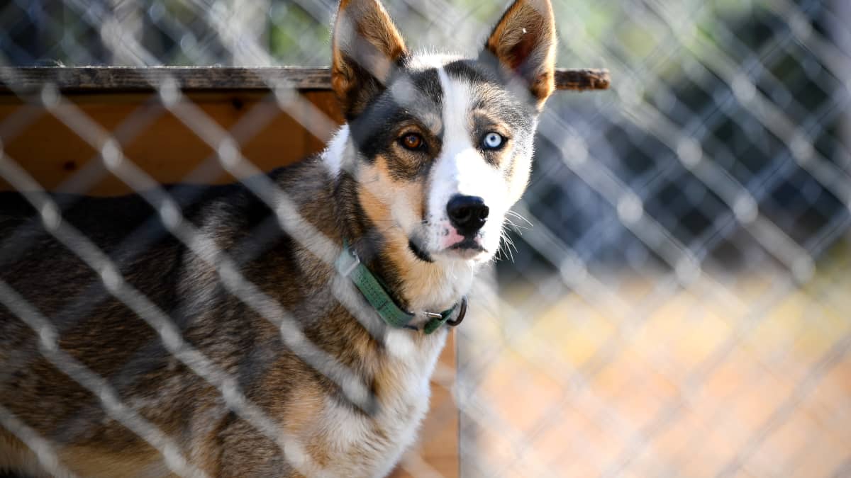 Alaskanhusky koiratarhalla häkissään.