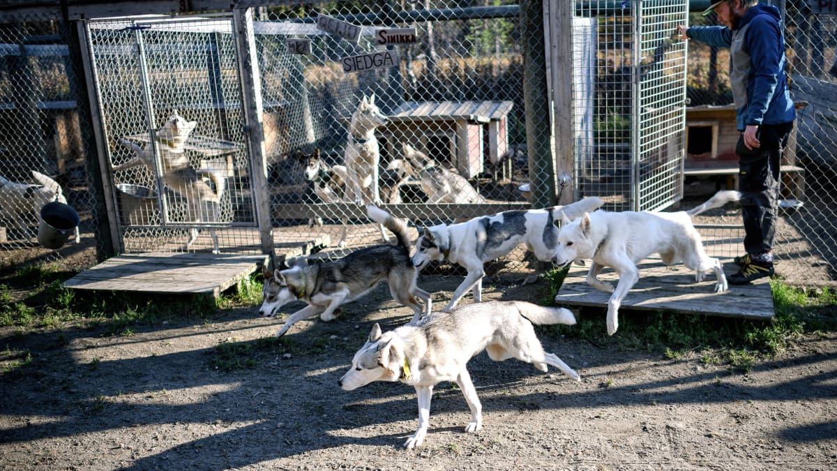 Rekikoirat juoksevat ulos häkistään jaloittelemaan pihamaalle.