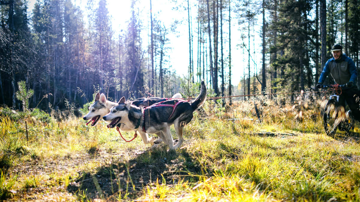 Kaksi huskya vetotreenissä syksyisessä metsässä. Koirat vetävät perässään potkupyörän kyydissä olevaa rekikoiraopasta Esa Pahkalaa.