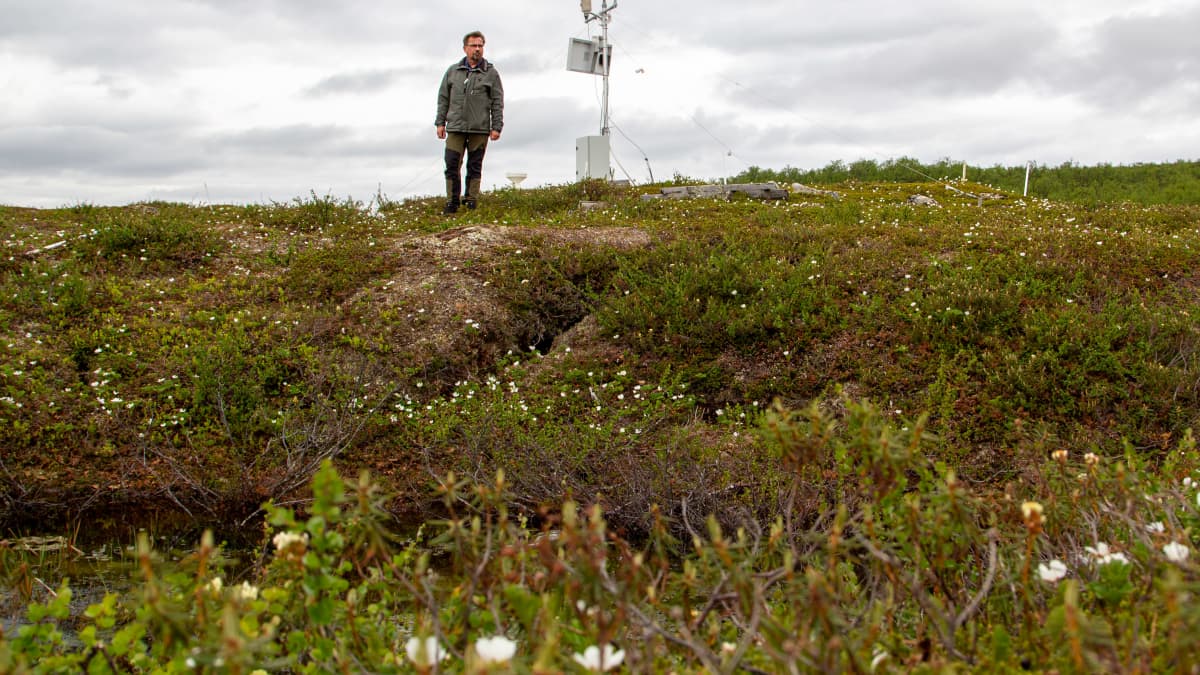 Kuvassa on noin viisi metriä korkea pals, jonka päällä on mittauslaitteita ja Otso Suominen. Etualalla kuvassa on hillankukkia.