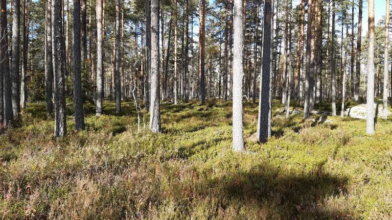 Kuopiossa Kuntalaisaloite Pienen Neulam en Mets n Suojelemiseksi 