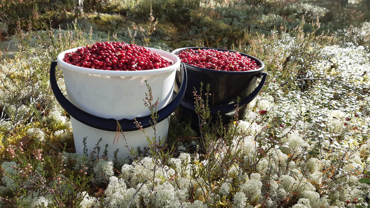 Two buckets filled with lingonberries in the forest.