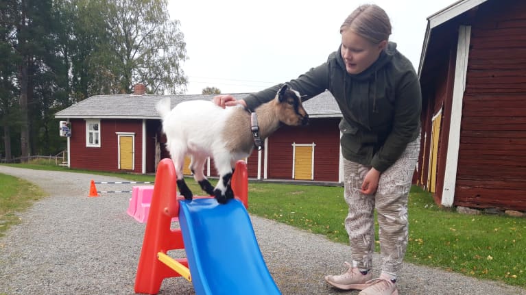 Vuohi on liukumäen päällä ja tyttö ohjaa vuohta.