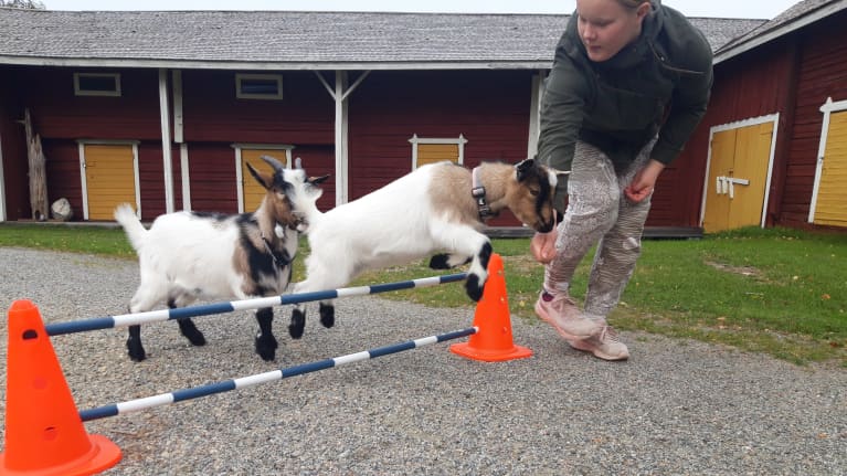 Kaksi vuohta hyppää yli esteaidasta.
