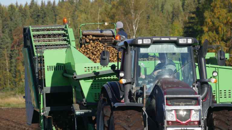 Traktor skördar potatis