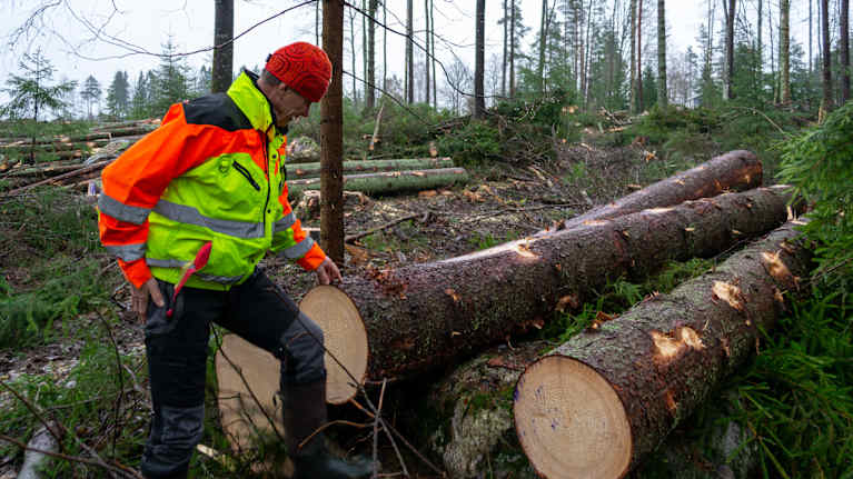 En man inspekterar stockar i skogen.
