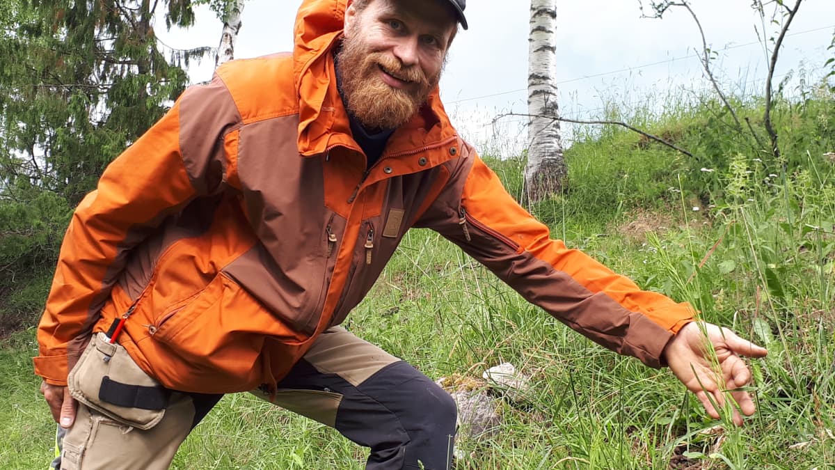 Mika Hämäläinen esittelee pölkkyruohoa