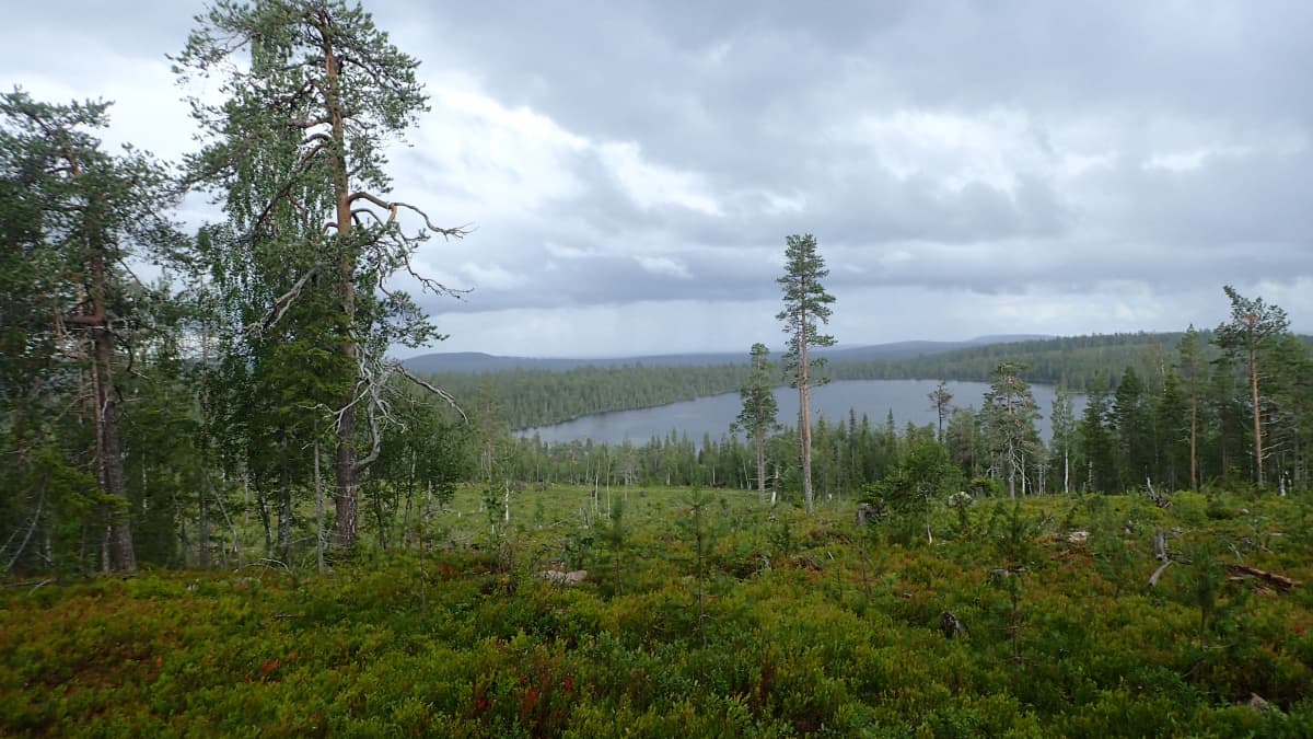 Hakkuuaukea Isolaella, josta näkymä Roukoselälle.