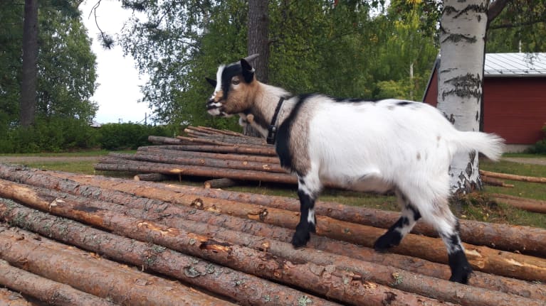 Vuohi kävelee puupinon päällä.