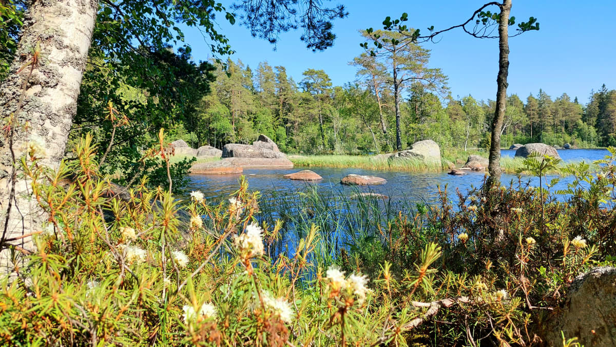 Suopursu kukkii lammen rannalla. Aurinkoinen sää. 