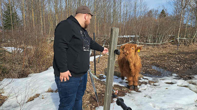 Amadeus Eriksson från Sundsvall hälsar på highland cattle i Björkö i Korsholm.
