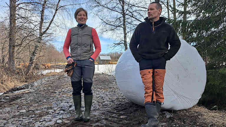 Heidi Järv och Jonas Nord föder upp highland cattle i Björkö i Korsholm.