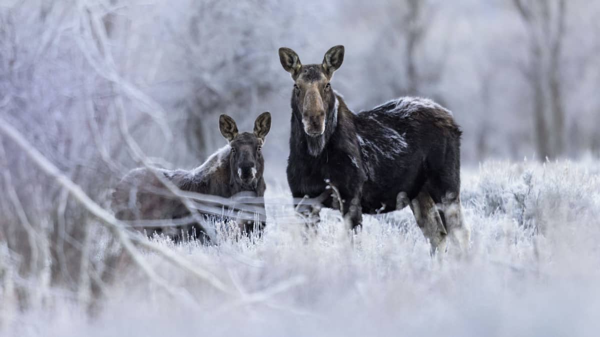 Två älgar står på en vintrig åker med frost och lite snö på.