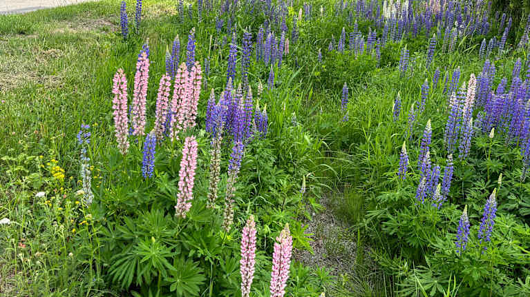 Lupine is a beautiful plant, but it does not belong to Finnish nature. Photo: Tuija Veirto / Yle