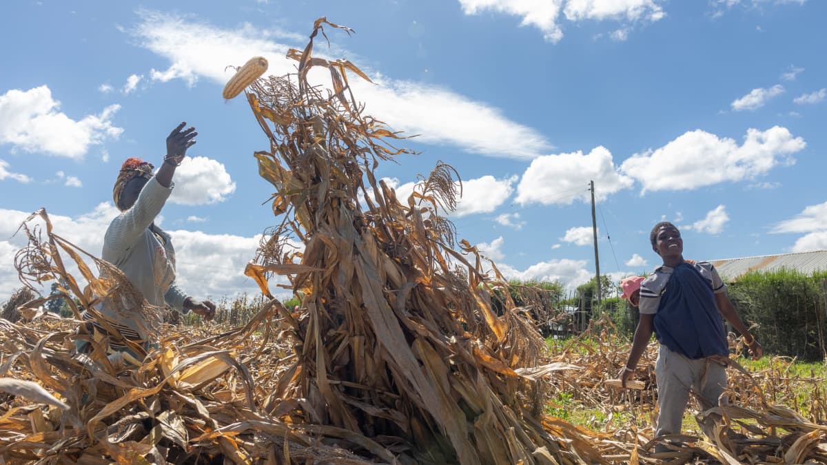 Kaksi naista keräämässä maissia pellolta keniassa. Toinen heittää juuri maissintähkää kohti kameraa. 