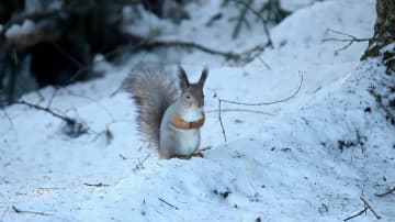 Orava lumisessa kuusikossa.