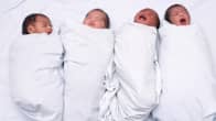 A row of four newborn babies, each bundled in a white blanket.