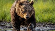 A large brown bear looks at the camera while trudging through mud with tall green grass behind it.  