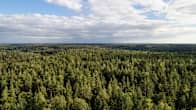 Skog fotograferad ovanifrån i Sibbo storskogs nationalpark.