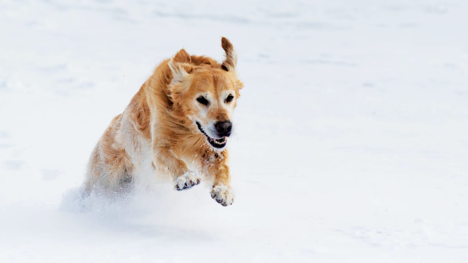 Official dog registry best sale