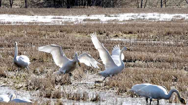 Joutsenia märällä pellolla. Osa levittelee siipiään.