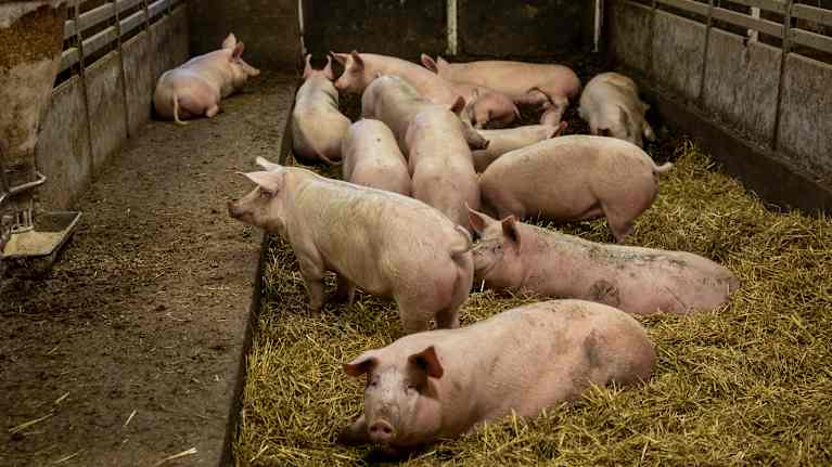 Täysikasvuisia luomu porsaita Kiven Säästöpossun sikalsassa