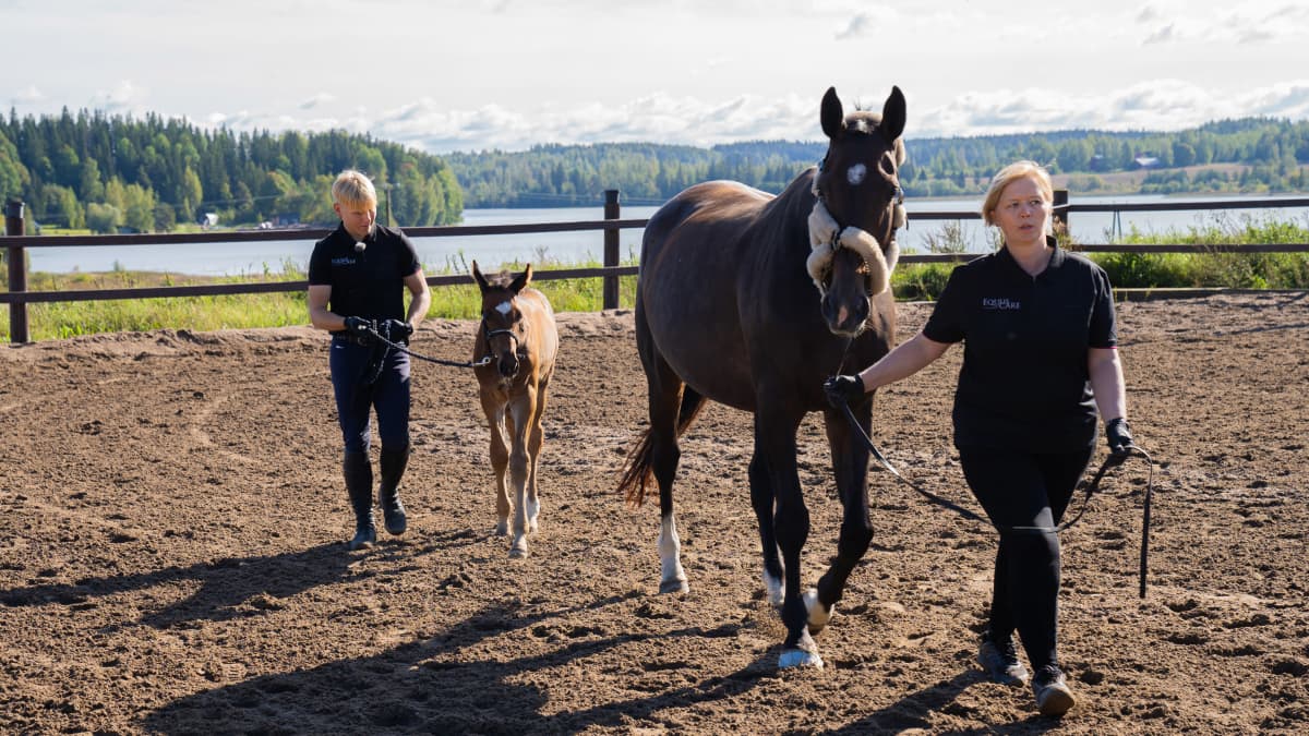 Kenttäratsastaja Arvi Martikainen taluttaa Valle-varsaa, Anne Piirainen taluttaa Sessa-hevosta ratsastustallilla Orimattilassa.