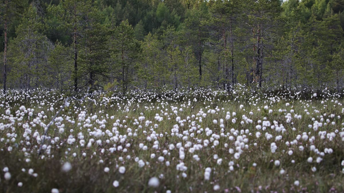 Suomaisema, suovilla kukkii Virolahdella.