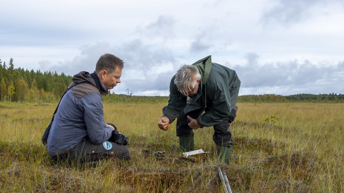 Hannu Tuomisto ja Bernd Hofer tutkivat suon kasvustoa.