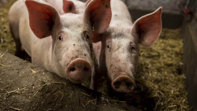 Täysikasvuisia luomu porsaita Kiven Säästöpossu tilalla