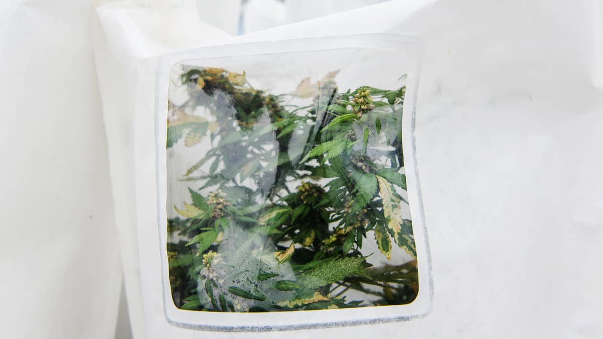 Kampuksella pussin sisässä kasvatettavia kannabiskasveja, joiden ominaisuuksia halutaan yhdistää.