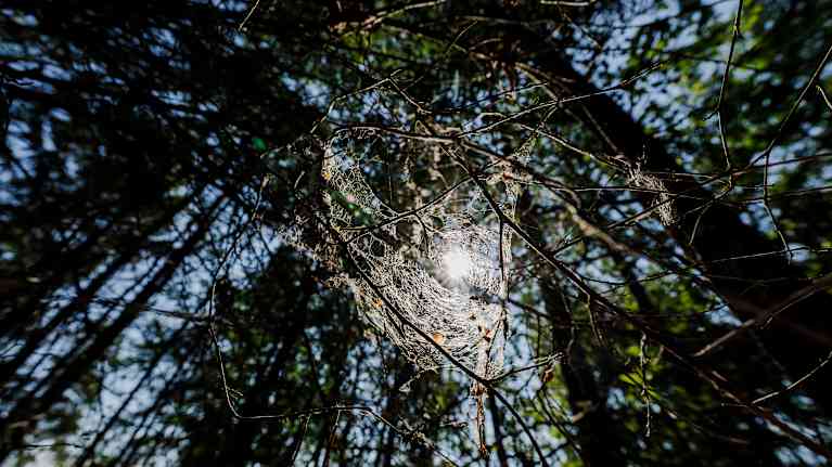 Foto taget i en skog från marken rakt upp i träden.