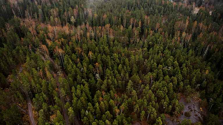 Ilmakuvassa metsää pääkaupunkiseudulla.