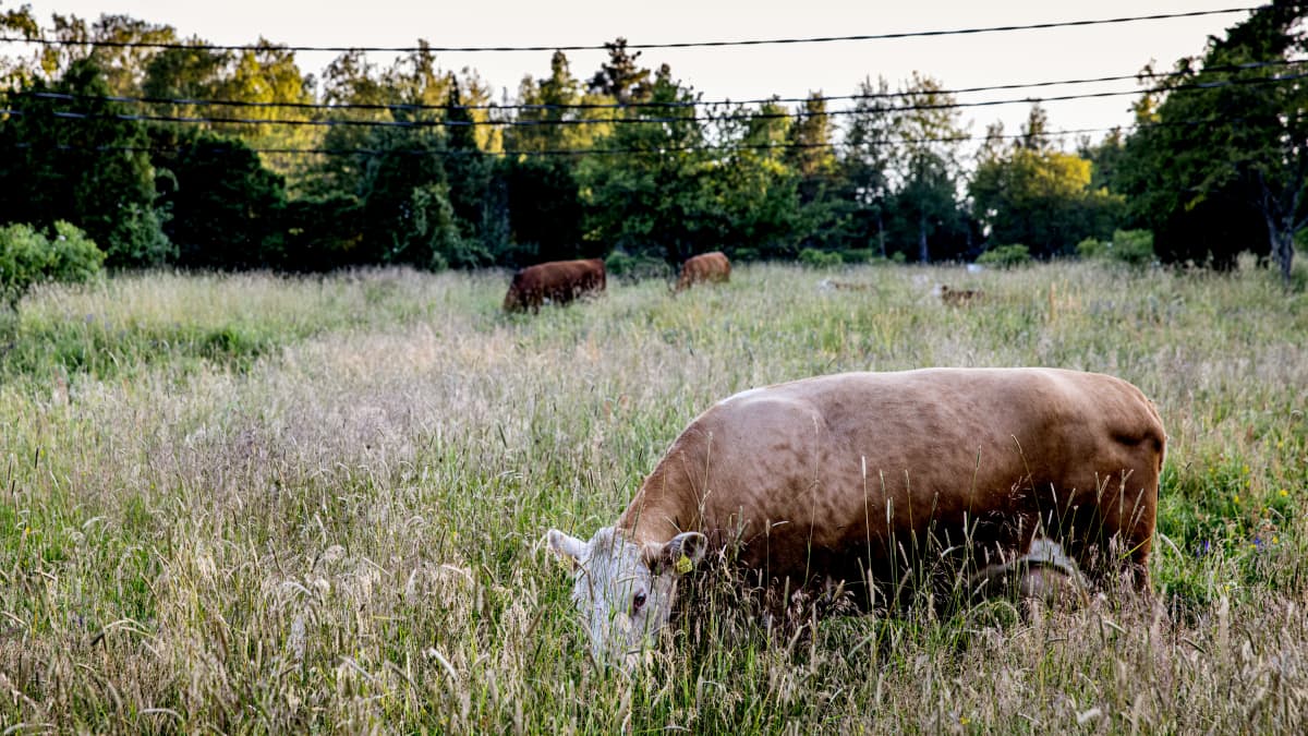 Karjaa laiduntamassa niityllä.