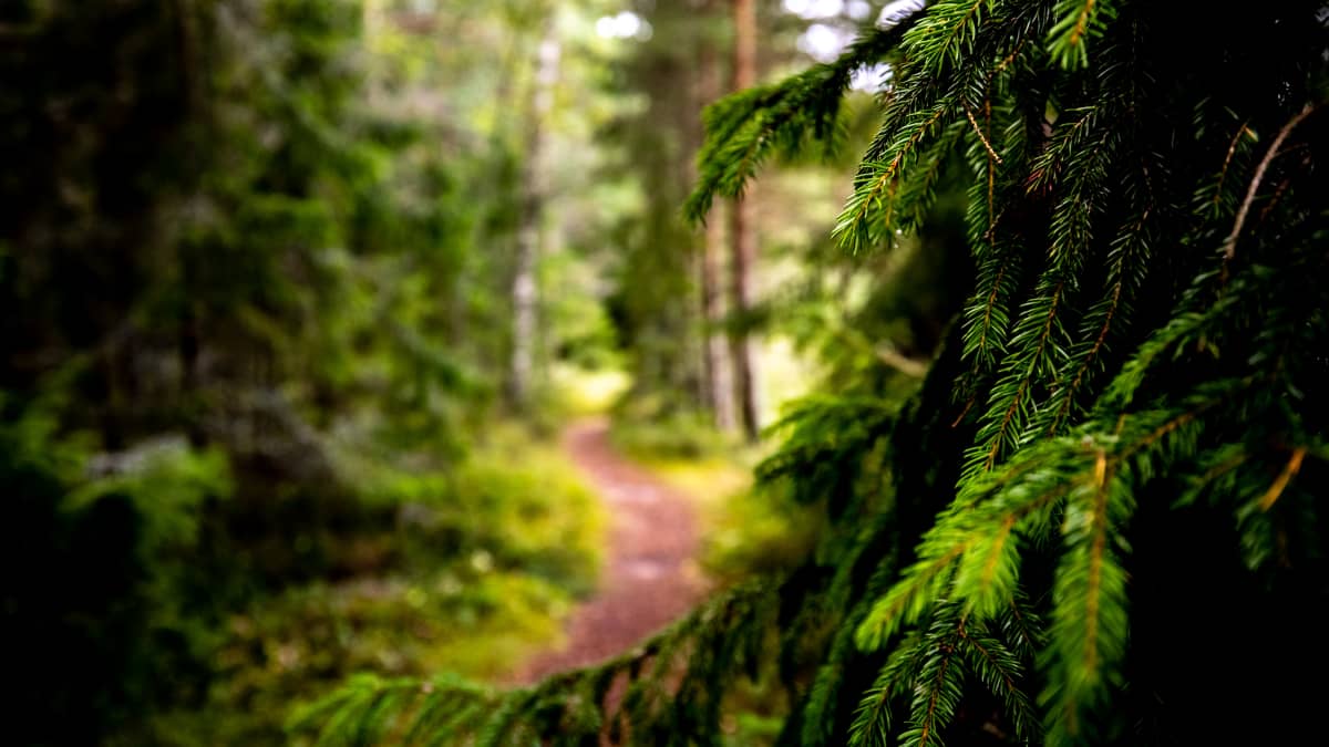 Polku metsässä.