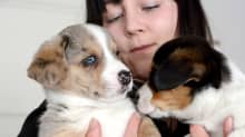 Jenna Nätynki ilmaisee solidaarisuuttaan Ukrainalle koiranpennuillaan – ne saivat nimensä ukrainalaiskaupunkien mukaan