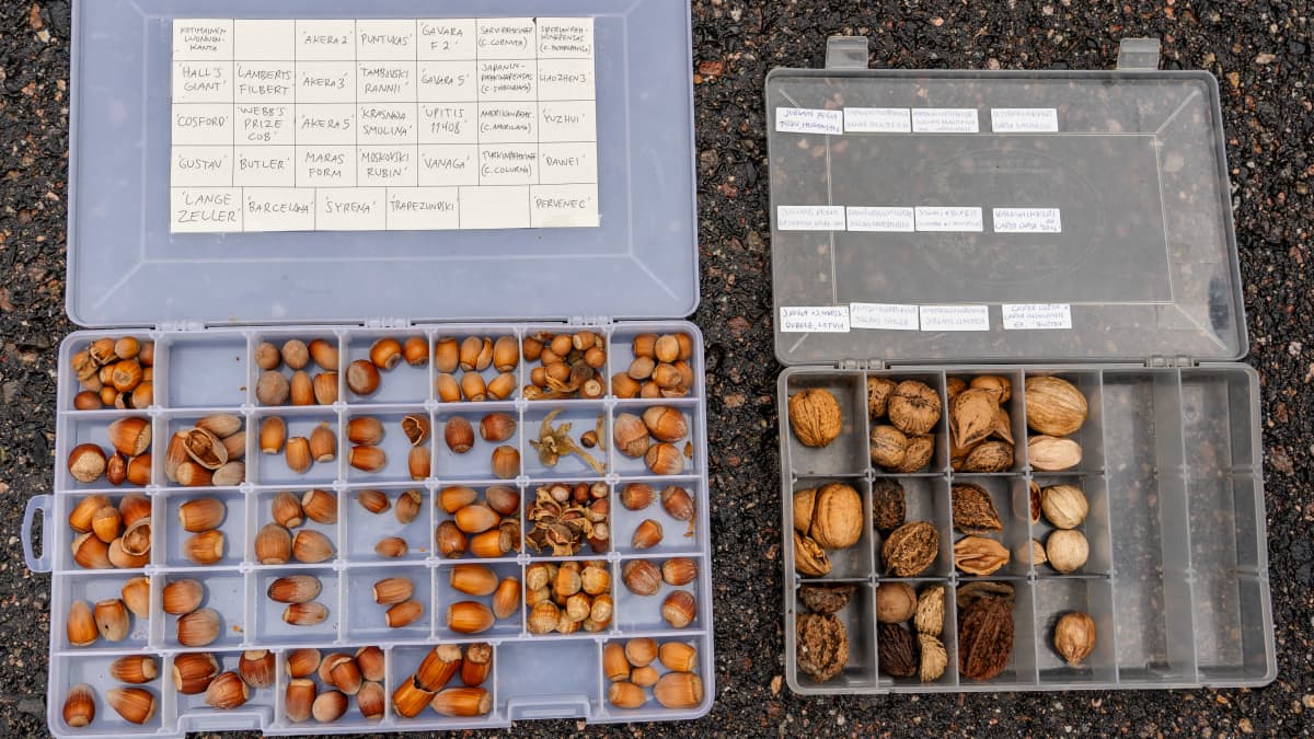 Kahdessa muovisessa lokerikossa on erilaisia hasselpähkinöitä sekä jalopähkinöitä. Lokerikkojen kansissa on laput joissa pähkinöiden lajit on mainittu.