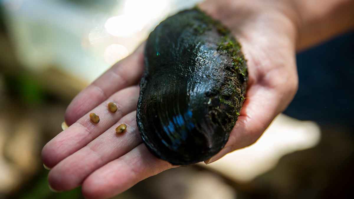 kolme raakun poikasta ja täysikasvuinen raakku kädellä