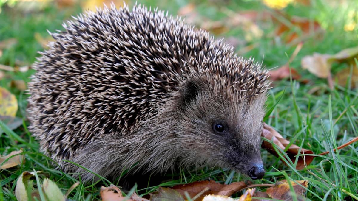 Hedgehog sitting in the grass.