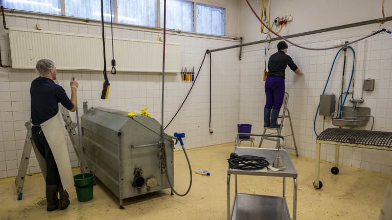 Kiven Säästöpossu työntekijät pesevät teurastamoa