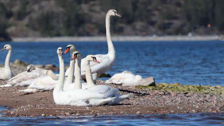 Kyhmyjoutsenia rannalla.